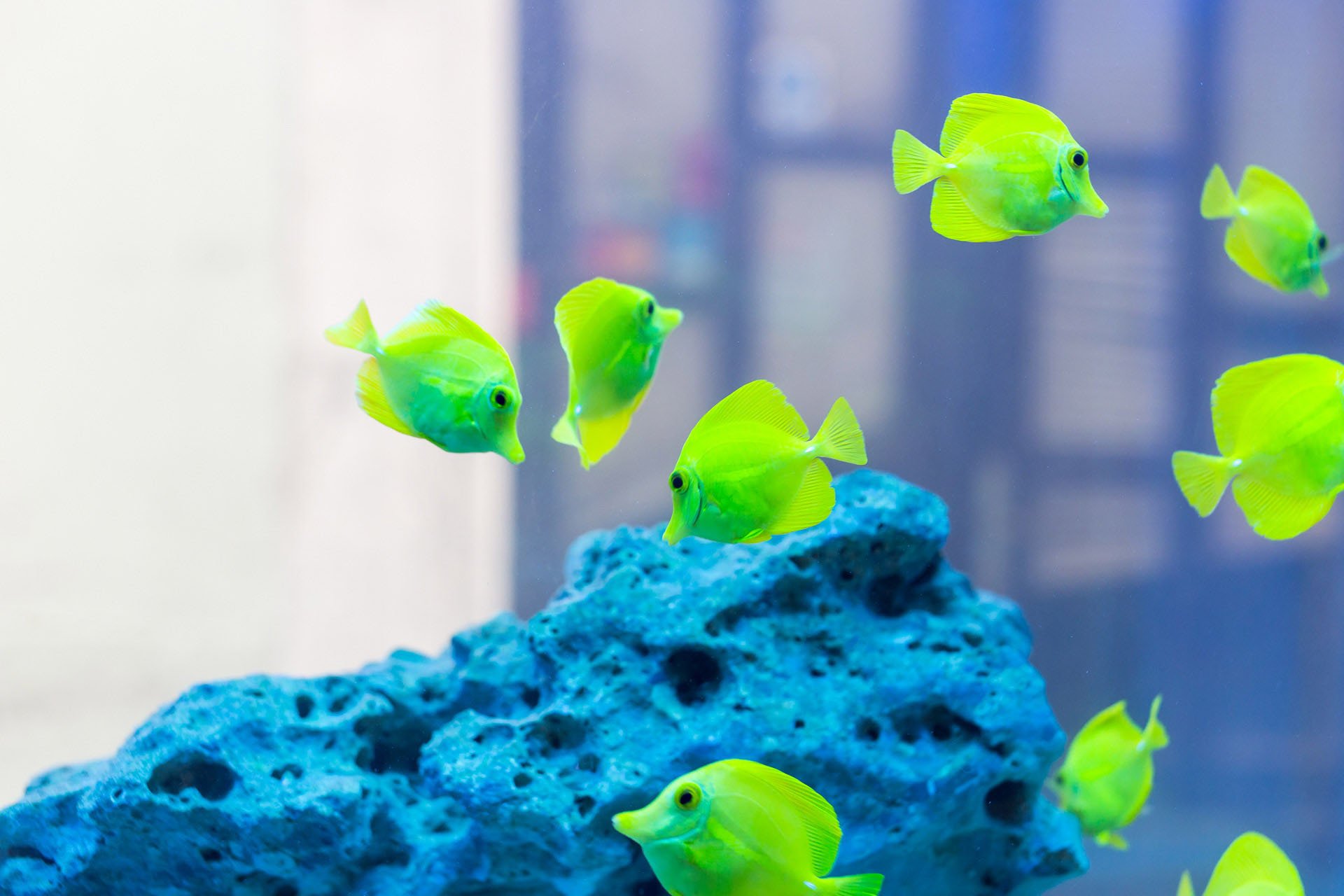 🐠 아쿠아리움 포레치